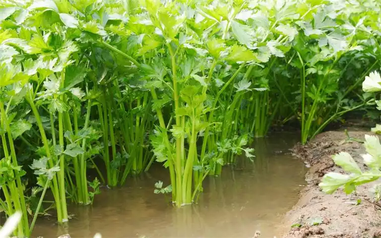 芹菜汁减肥法：科学有效的减肥方式(2)