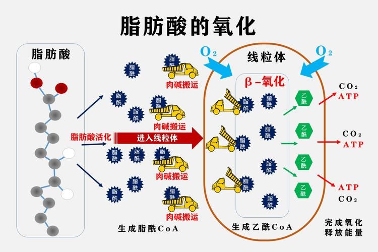 探究哪些食物有助于减肥刮油脂(2)