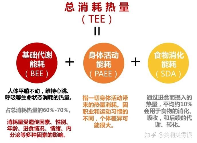 科学减肥的方法与原理：掌握正确的饮食和运动习惯(2)