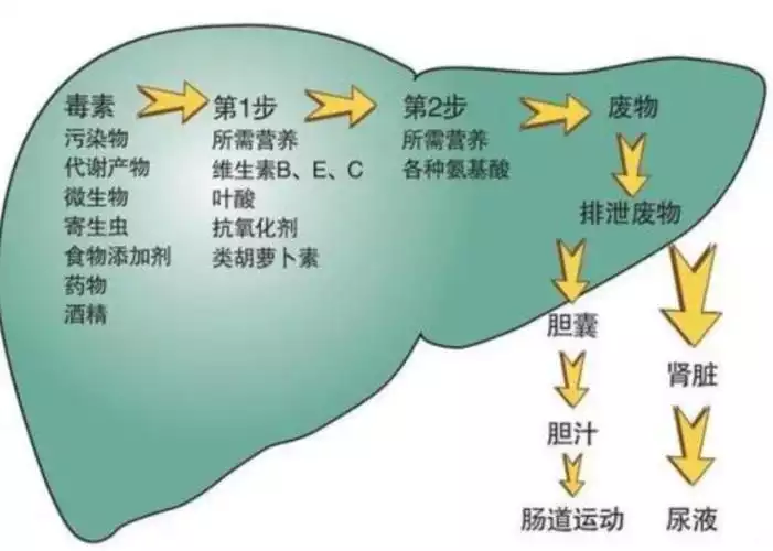 减肥过快导致脂肪肝原因及预防方法(2)