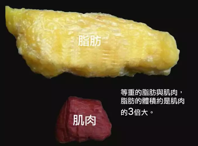 轻松减肥，科学断食(2)