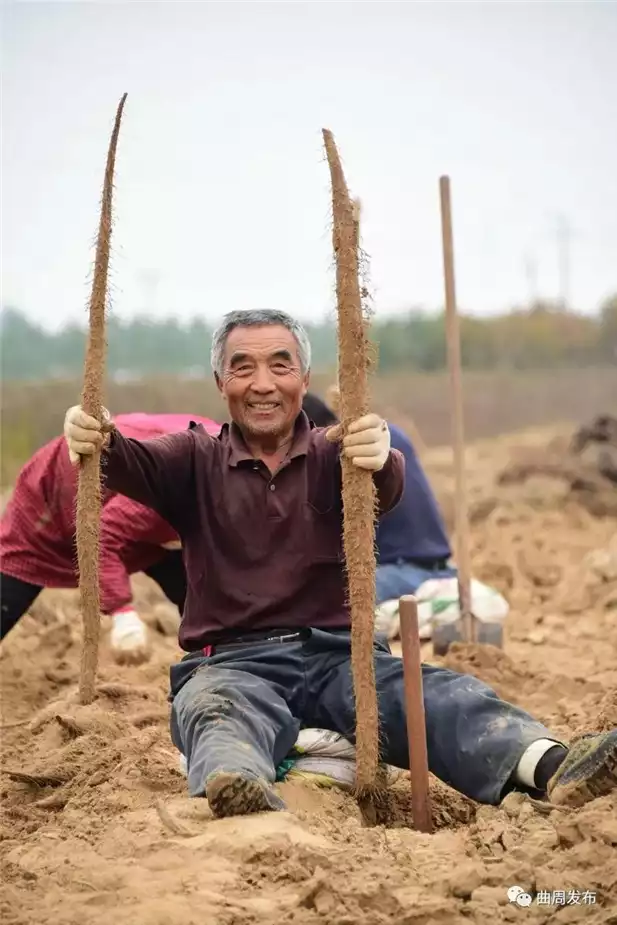 吃山药减肥还是增肥(2)