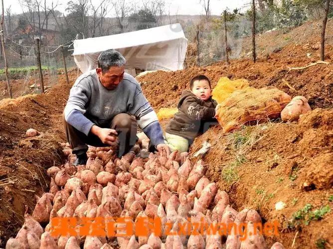 地瓜面的神奇功效与作用——从健康、美容、减肥三个方面解析(2)