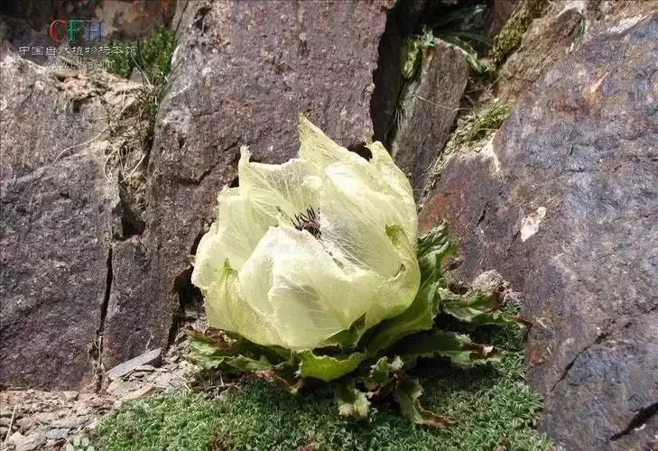 雪莲果减肥法(1)