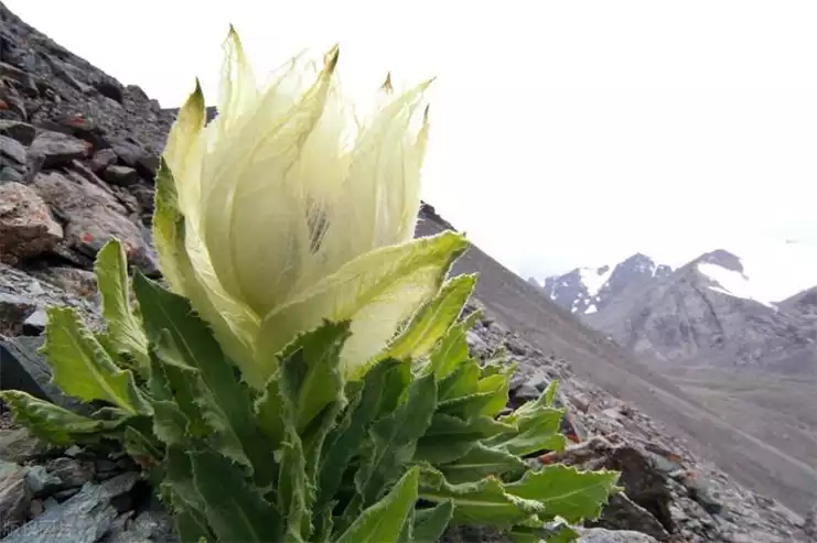 雪莲果减肥法(2)