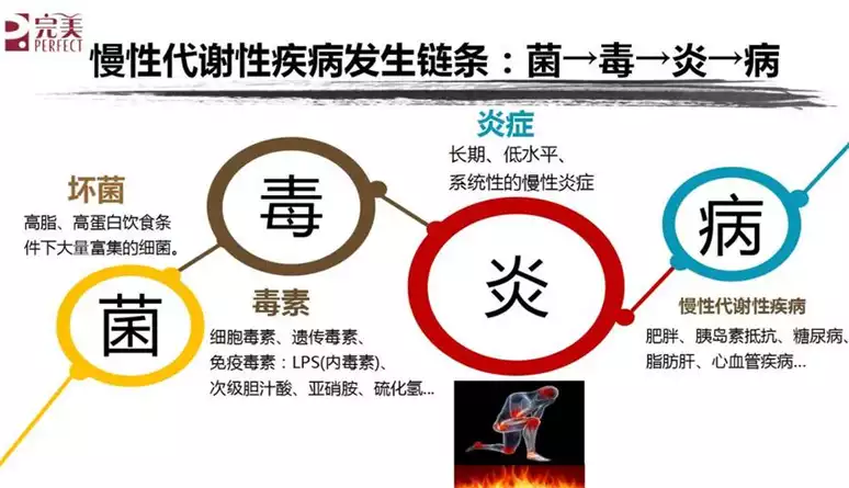 如何通过改变菌群来减肥？——探究菌群与减肥的关系(2)