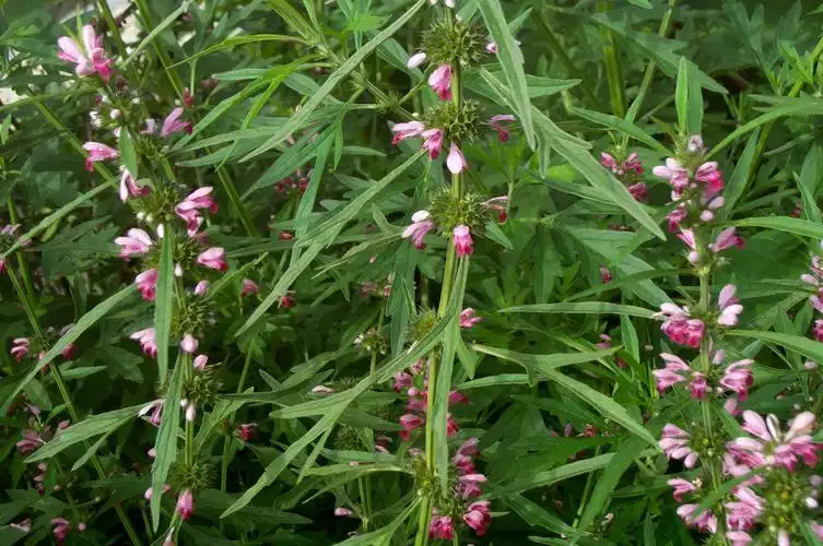 野生减肥草药：自然瘦身的秘密(1)