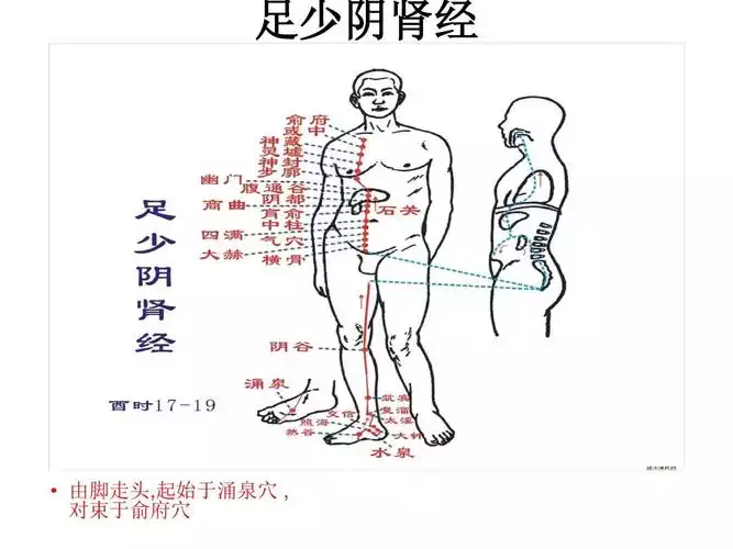 五行经络减肥食谱：从中医角度看如何科学减肥(2)