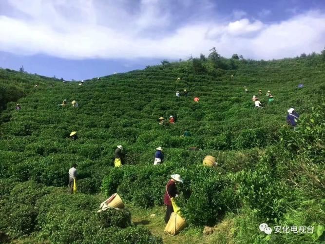 安化黑茶减肥的正确方法：喝对茶，控制饮食，适度运动(1)